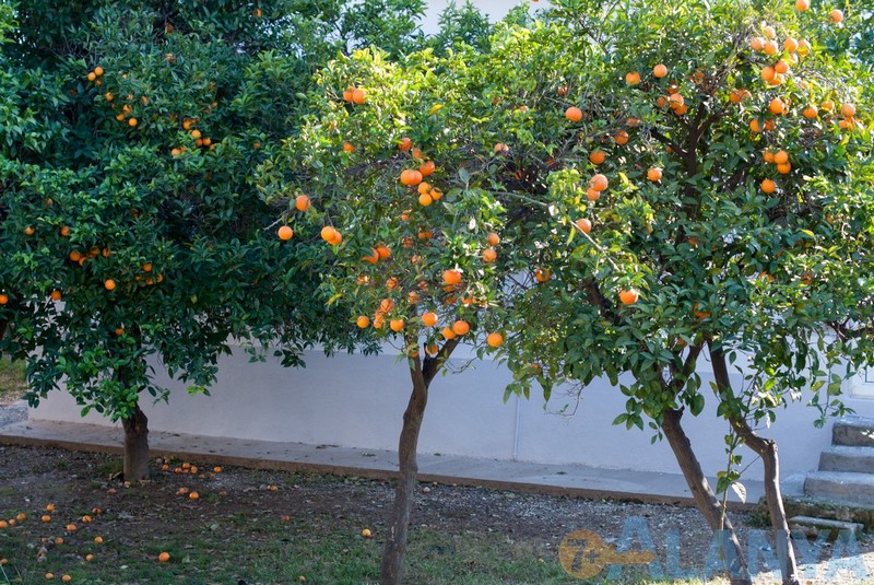 Аланья, Турция фото города. Апельсиновые деревья.